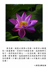 真念佛，就是以清淨心念佛。