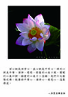 修平等心、清淨心、慈悲心，這是佛道。