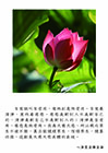 自度要清淨，度他要慈悲。