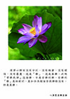 「常樂我淨」這個樂，不是苦樂的樂。