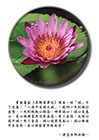 曾國藩在《求闕齋筆記》裡面，給「誠」下了定義，「一念不生謂之誠」。