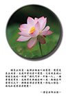 慈悲是真正的愛，永遠不變的愛叫慈悲，它是從真誠心裡面生起的。