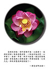 心平等了，清淨、平等，那才叫始覺