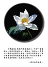 《華嚴經》教我們先發菩提心