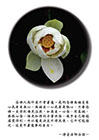 只要念佛一定得到佛光注照
