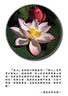 『至心』是你誠心誠意在念。