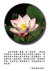 覺悟有情眾生的行為就叫菩薩行，覺悟有情眾生的誠心就叫菩薩道。