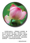 看這個很恭敬，看那個不順眼，那怎麼叫修禮敬諸佛？