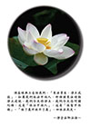 末法眾生，淨土成就