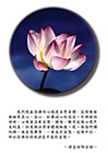 念佛的時候決定不能打妄想