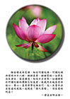 阿彌陀佛所發的四十八願，願願真實，願願幫助一切眾生往生淨土，圓成佛道。