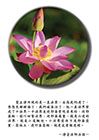 覺正淨所現的是一真法界
