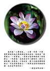 發菩提心，一向專念