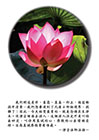 今天始覺最貴的，就是念佛求生淨土。