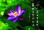心作良田百善根 善為玉寶顯妙法