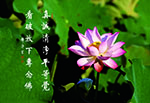 真誠清淨平等覺 看破放下專念佛